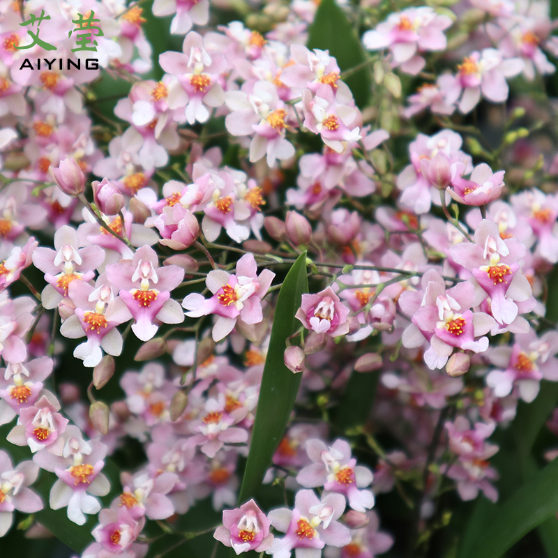 5色香水文心兰水培浓香带花苞特级梦香兰花苗好养花卉绿植盆栽-图2