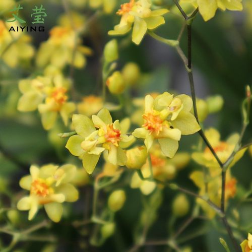 5色香水文心兰水培 浓香带花剑特级梦香兰花苗好养花卉绿植盆栽 - 图0