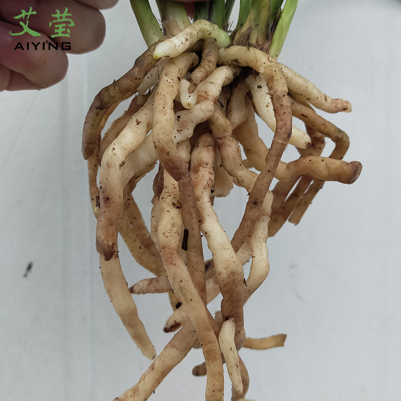 艾莹兰花苗蕙兰西施有香味兰花四季建兰室内花卉植物盆栽阳台盆景-图2