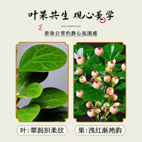 观心菩提中式禅意桌面盆栽带果发货 室内绿植花卉菩提树好养盆景 - 图2