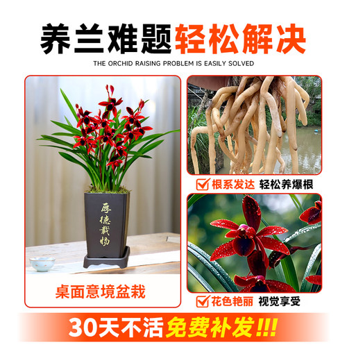 艾莹兰花苗盆栽 建兰天红 夏带花苞出售红素好养花卉四季室内好养 - 图1