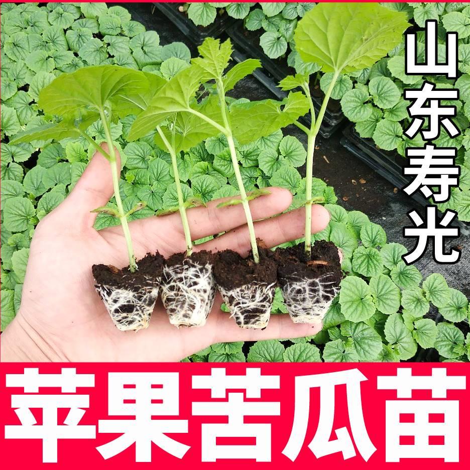 寿光苹果苦瓜苗秧带土球水果苦瓜绿剑苦瓜种子四季阳台盆栽地栽苗-图2