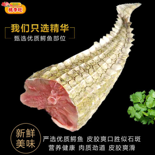 整条鳄鱼尾8斤 养殖鳄鱼尾肉 新鲜整条现杀鳄鱼肉鳄鱼尾巴肉 - 图1