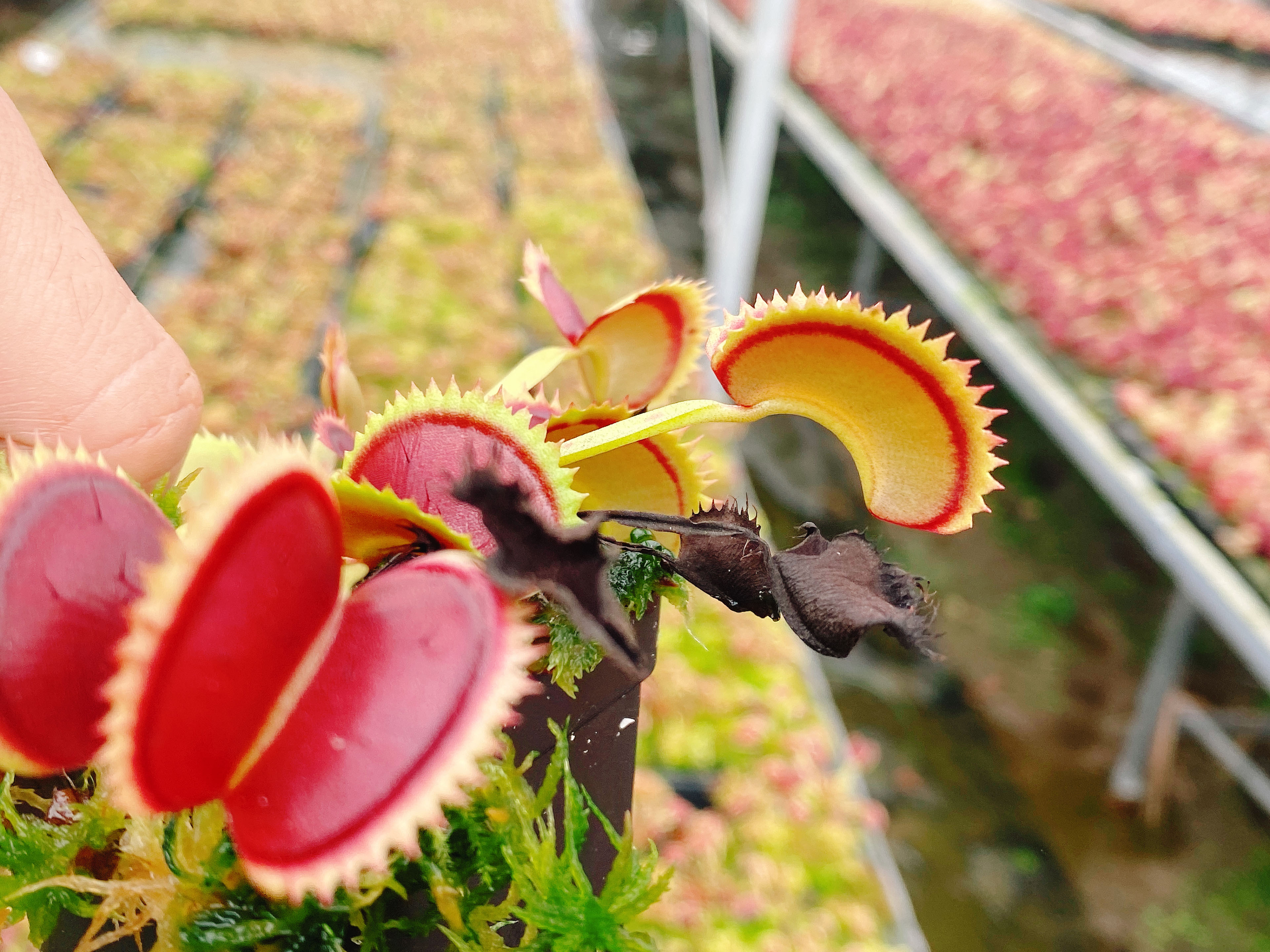 基地直销【菲克德库拉捕蝇草】食虫植物驱蚊草多肉植物绿植盆栽-图2