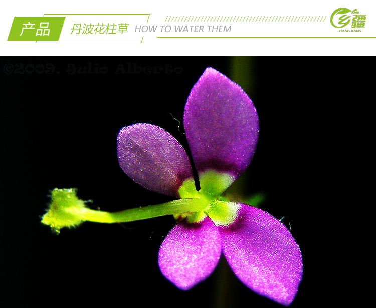 基地直销【丹波花柱草】会暴打小虫子的趣味萌物食虫植物绿植盆栽-图2