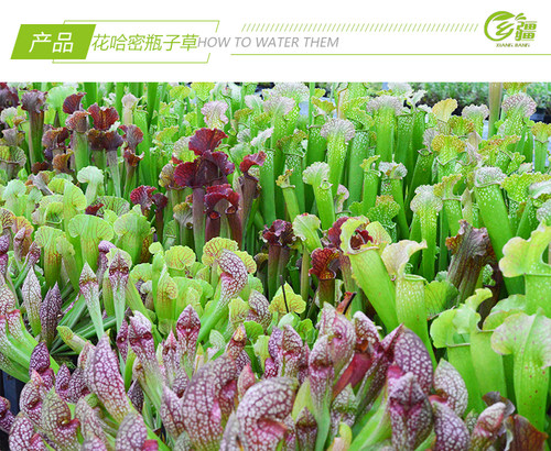 基地直销【花哈密瓶子草】食虫植物捕蝇草草多肉趣味绿植盆栽 - 图0