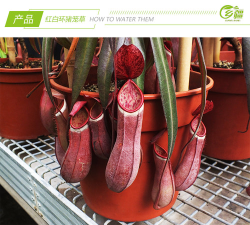 基地直销【红白环猪笼草】食虫植物捕蝇草驱蚊草多肉趣味绿植盆栽 - 图0