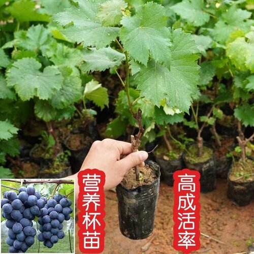 葡萄树苗阳光玫瑰蓝宝石庭阳台院种植果树带土盆栽南北方当年结果 - 图2