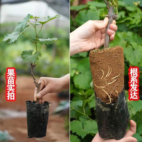 葡萄树苗阳光玫瑰蓝宝石庭阳台院种植果树带土盆栽南北方当年结果 - 图1