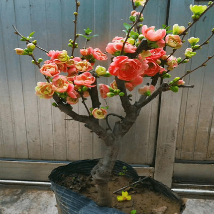 海棠花盆栽树苗重瓣长寿冠盆景老桩庭院植物室内花卉四季开花好养 - 图1