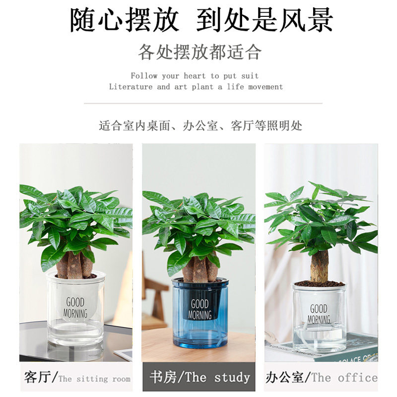 发财树小盆栽办公室绿萝箩水培绿植花卉植物室内花文竹四季好水养,淘宝优惠券,粉丝福利购,淘宝优惠卷