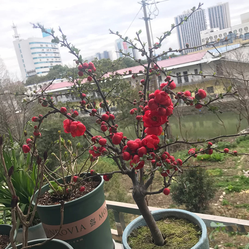 海棠花盆栽树苗重瓣长寿冠盆景老桩庭院植物室内花卉四季开花好养 - 图2