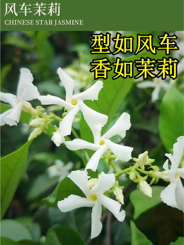 风车茉莉爬藤垂丝络石藤四季好养大苗室内阳台花卉盆栽常青绿植物 - 图3