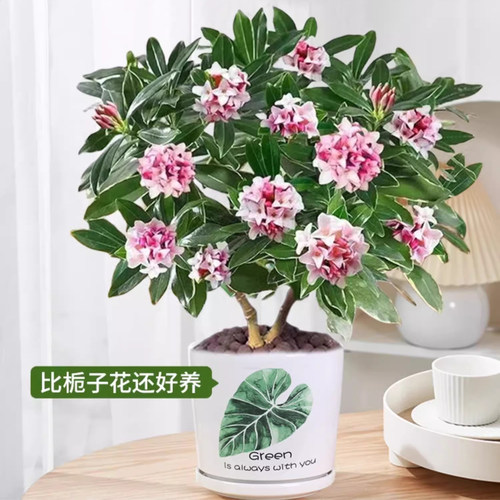 金边瑞香盆栽浓香型植物室内外花卉老桩有香味秋冬带花苞耐寒年宵 - 图0