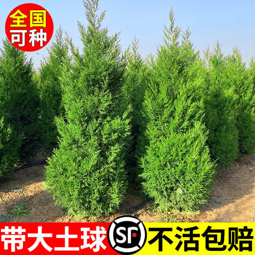 桧柏树树苗塔柏侧龙柏庭院行道风景大树园林工程绿化乔木四季常青 - 图2