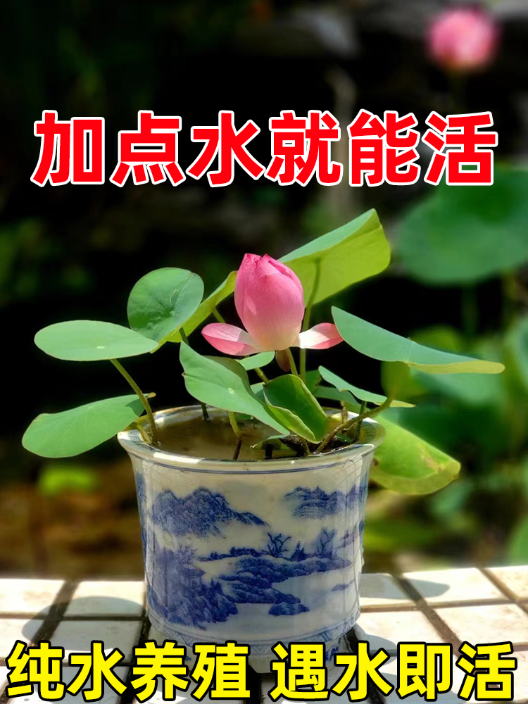 碗莲水培植物花卉室内花好养四季开花种子籽水养荷花睡莲盆栽绿植 - 图1