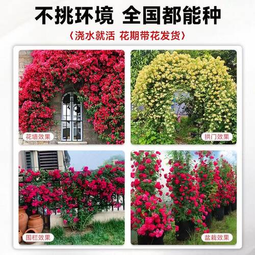 黄木香花苗爬藤植物庭院重瓣白木香花树苗盆栽红色木香花蔷薇花苗 - 图3