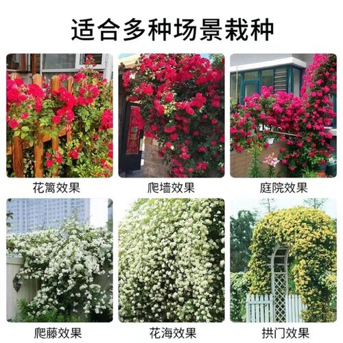 重瓣甜蜜红木香花苗树苗老桩大苗蔷薇花盆栽黄白木香耐寒爬藤植物 - 图3