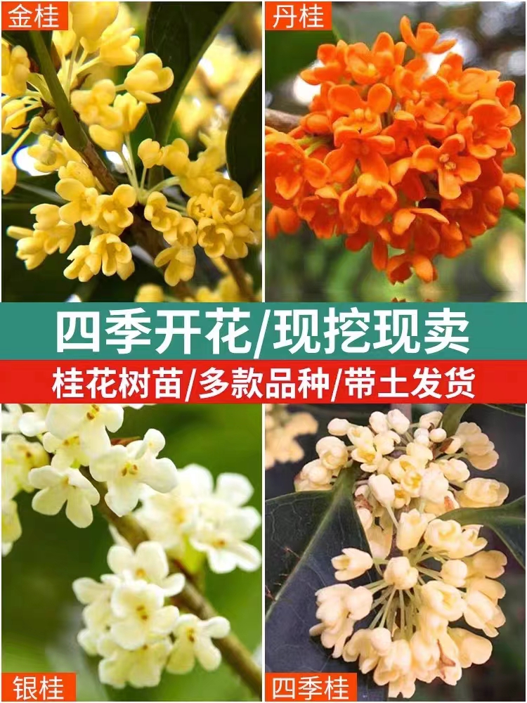 桂花盆栽嫁接四季桂树苗大树庭院地栽八月桂花苗可食用浓香型丹桂 - 图1