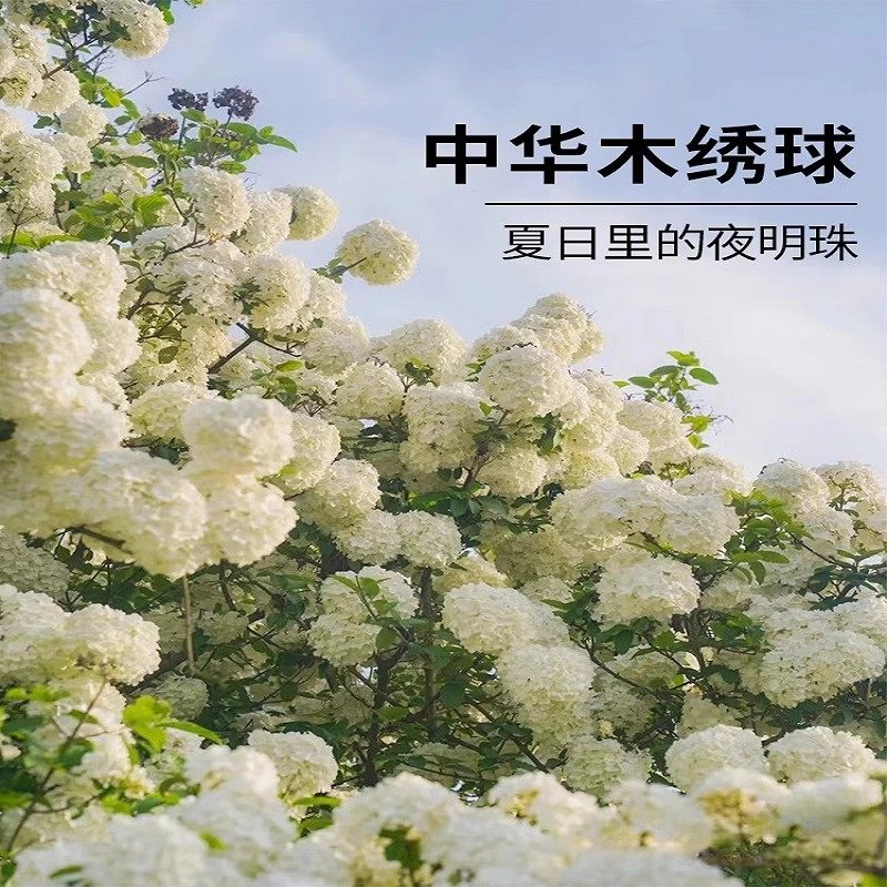 中华木绣球大花斗球欧洲玫瑰木绣球白麻球苗别墅耐寒耐热风景树苗,淘宝优惠券,粉丝福利购,淘宝优惠卷
