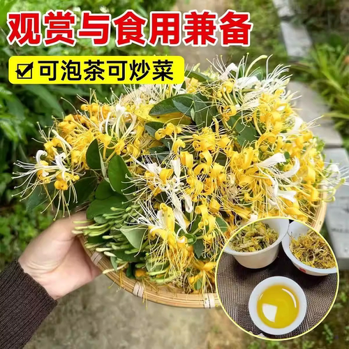 金银花树苗爬藤浓香盆栽老桩植物大苗带花苞红色可食用耐寒好养活 - 图0