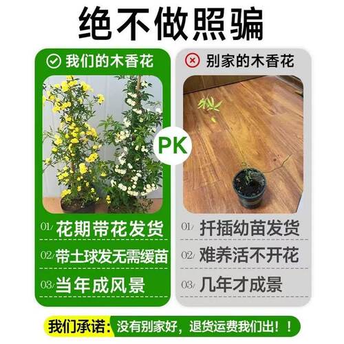 黄木香花苗爬藤植物庭院重瓣白木香花树苗盆栽红色木香花蔷薇花苗 - 图2