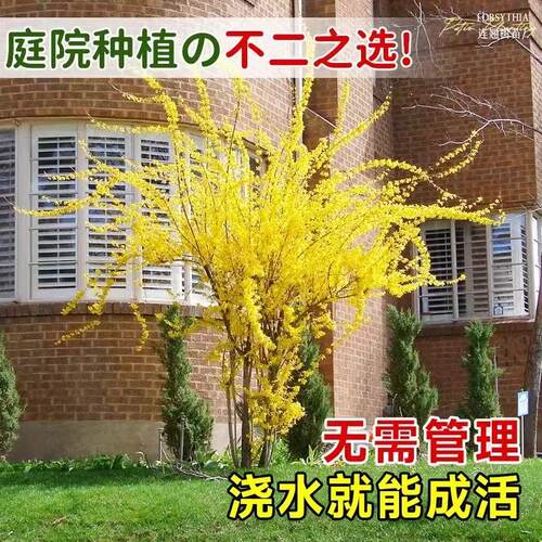 连翘花树苗盆栽绿植丛生独杆连翘爬藤植物耐寒花苗绿化工程大小苗 - 图2
