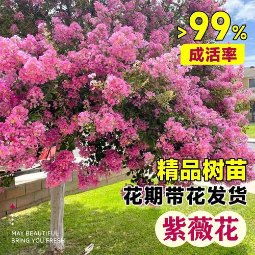 紫薇树苗庭院种植大型造型树老桩紫薇花树苗丛生高杆篱笆墙大树苗 - 图2