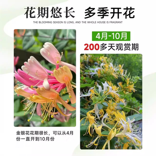 金银花树苗爬藤浓香盆栽老桩植物大苗带花苞红色可食用耐寒好养活 - 图3