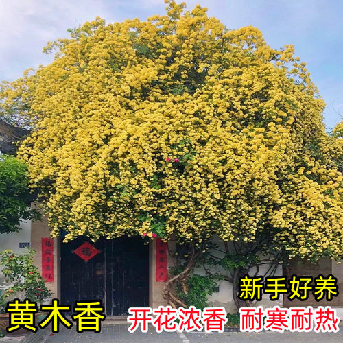 重瓣甜蜜红木香花苗树苗老桩大苗蔷薇花盆栽黄白木香耐寒爬藤植物 - 图0