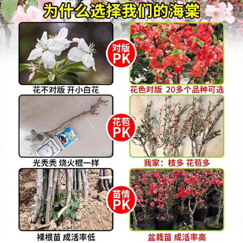 西府海棠花盆栽树苗长寿冠盆景绿宝石花苗大花重瓣室内四季开花卉 - 图1