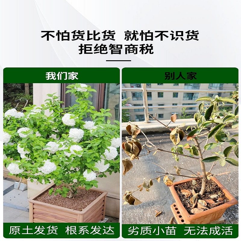 中华木绣球大花斗球欧洲玫瑰木绣球白麻球苗别墅耐寒耐热风景树苗,淘宝优惠券,粉丝福利购,淘宝优惠卷