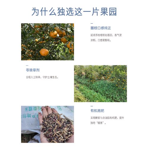 【愚草】天马圈枝大红皮 2021年干皮新会陈皮天马大红皮130g/罐 - 图2