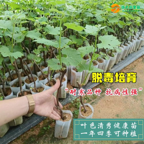 水晶葡萄树苗爬藤葡萄树苗庭院盆栽无籽水晶葡萄苗南北方当年结果 - 图2