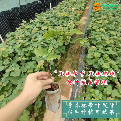 巨峰葡萄树苗特大无籽葡萄苗耐寒南北方四季种植巨峰葡萄当年结果 - 图0