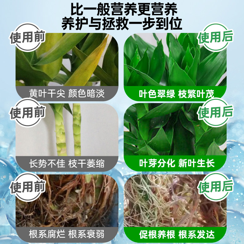 观音竹营养液叶子发黄水培带根营养液专用肥料植物盆栽营养水,淘宝优惠券,粉丝福利购,淘宝优惠卷