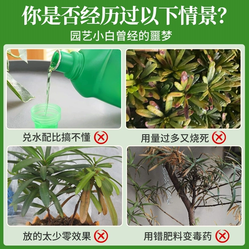 Симптомы питания Luo Han Song не разбавляют удобрения цветочных удобрений.