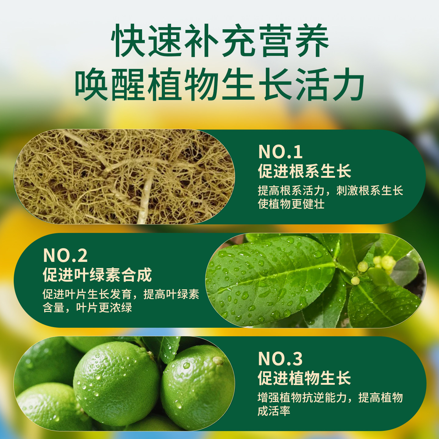 香水柠檬树肥料专用肥营养液缓释肥复合肥盆栽挂果结果保果有机肥,淘宝优惠券,粉丝福利购,淘宝优惠卷