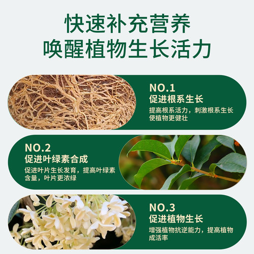 桂花树肥料专用肥黄叶干尖枯叶病花肥四季桂盆栽开花肥控释缓释肥 - 图3