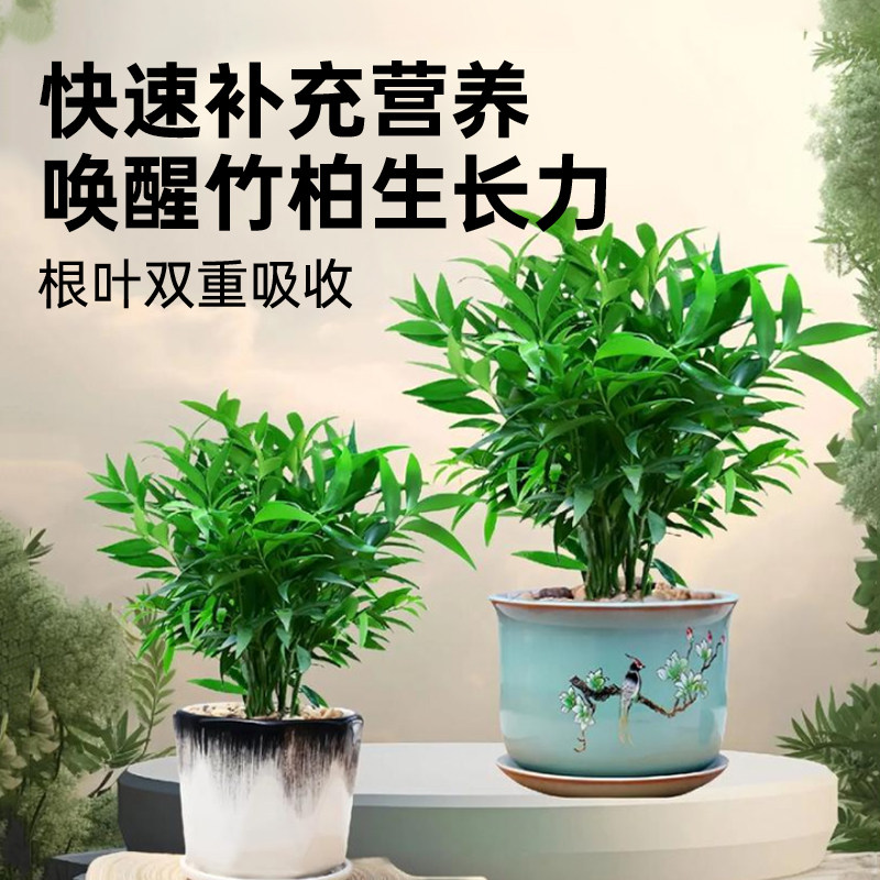 竹柏营养液花肥治黄叶烂根驱蚊草水培植物专用肥料室内盆栽兴旺竹,淘宝优惠券,粉丝福利购,淘宝优惠卷