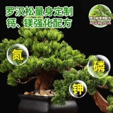 Симптомы питания Luo Han Song не разбавляют удобрения цветочных удобрений.