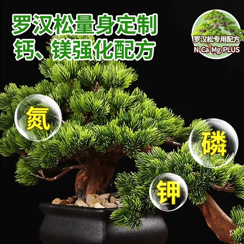 Симптомы питания Luo Han Song не разбавляют удобрения цветочных удобрений.