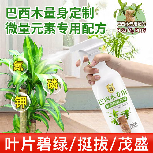 巴西木营养液幸运木开花专用水培叶子发黄免稀释巴旦木植物肥料-图2