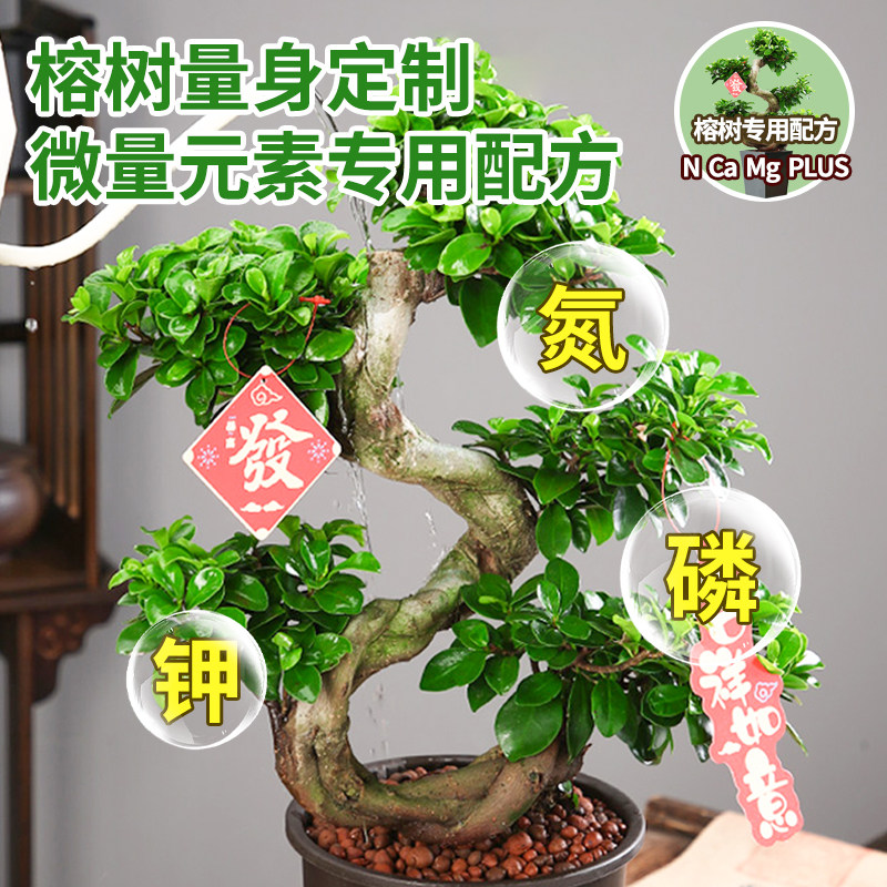 榕树专用营养液肥料金钱榕人参榕小叶榕盆景免稀释叶面液体水溶肥,淘宝优惠券,粉丝福利购,淘宝优惠卷