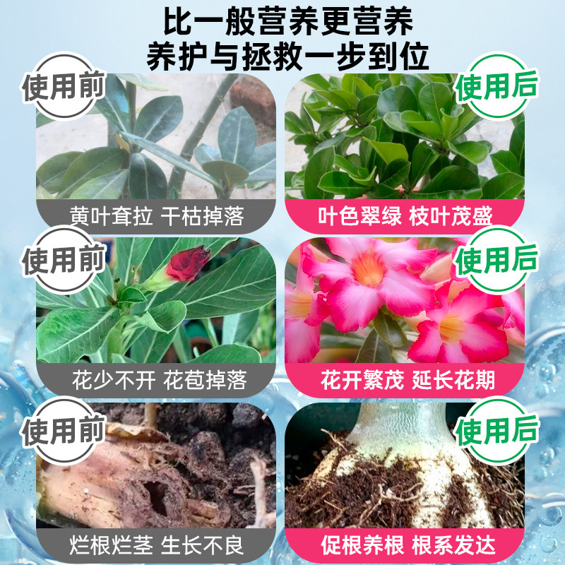 沙漠玫瑰营养液花肥黄叶沙漠玫瑰专用肥盆栽促开花肥料专用土,淘宝优惠券,粉丝福利购,淘宝优惠卷