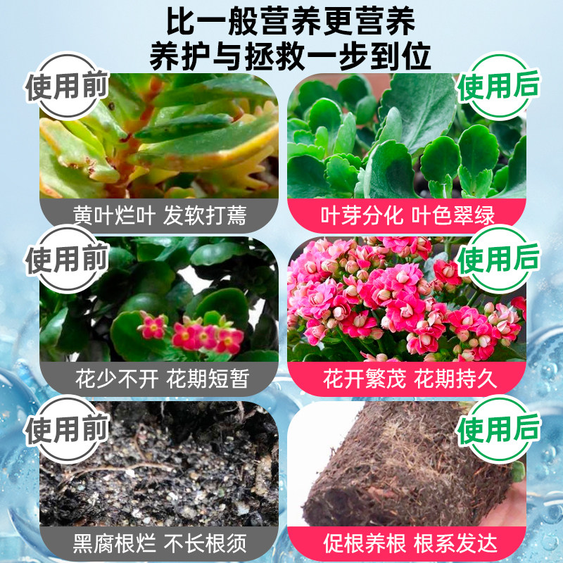 长寿花专用营养液促花肥长寿花专用肥料盆栽花肥催花开花肥专用土,淘宝优惠券,粉丝福利购,淘宝优惠卷