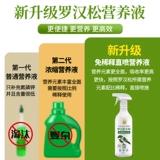 Симптомы питания Luo Han Song не разбавляют удобрения цветочных удобрений.