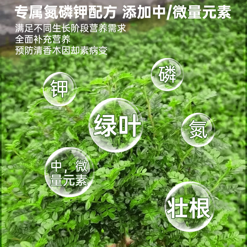 清香木营养液花肥清香木肥料专用肥复合肥胡椒木营养液叶面肥盆景 - 图1