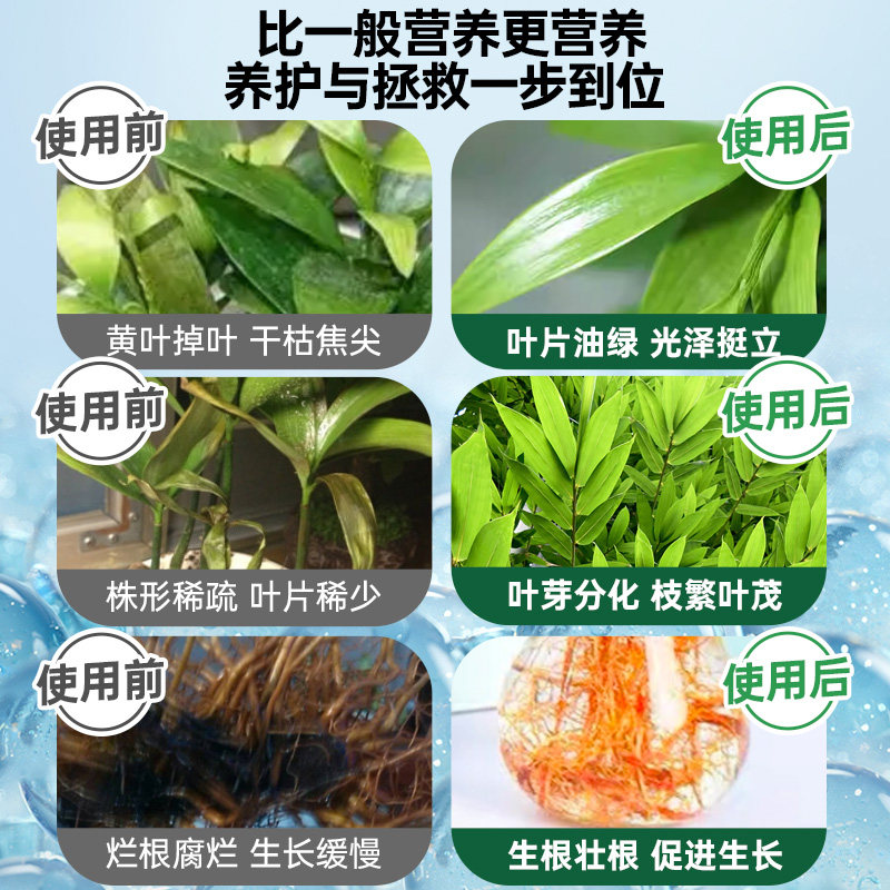竹柏营养液花肥治黄叶烂根驱蚊草水培植物专用肥料室内盆栽兴旺竹,淘宝优惠券,粉丝福利购,淘宝优惠卷