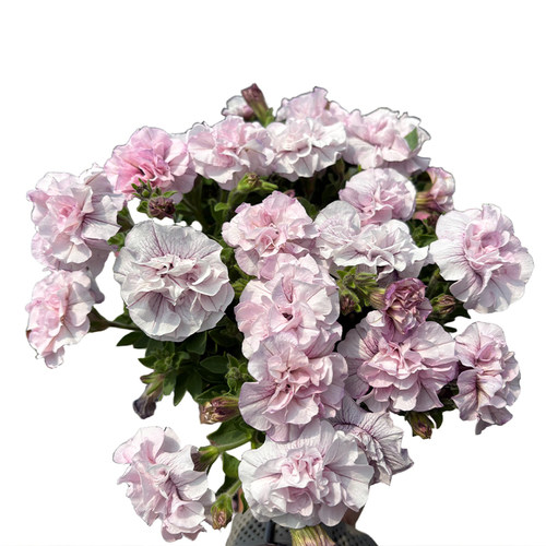 种花王大爷 矮牵牛花苗阳台盆栽庭院花园耐寒多季开花爆盆 - 图3